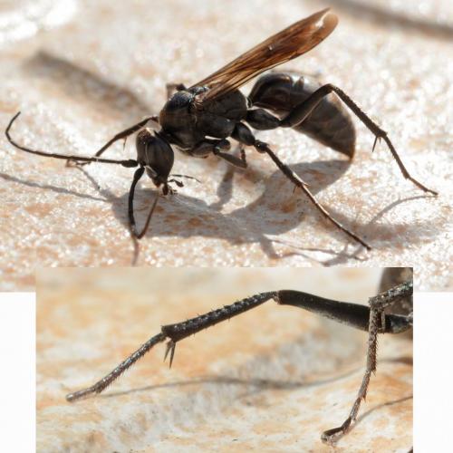 Cryptocheilus notatus